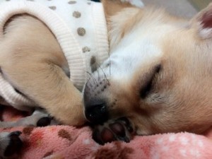土日のご予約状況！～赤羽美容室Belu～