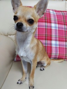 今週末のご予約状況！～赤羽美容室Belu～