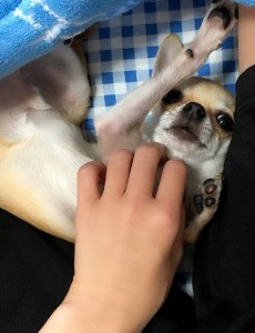 今週末のご予約状況☆～赤羽美容室Belu～