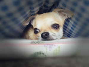 本日のご予約状況！～赤羽美容室Ｂｅｌｕ～