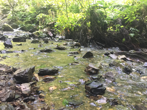 まいなすいおん